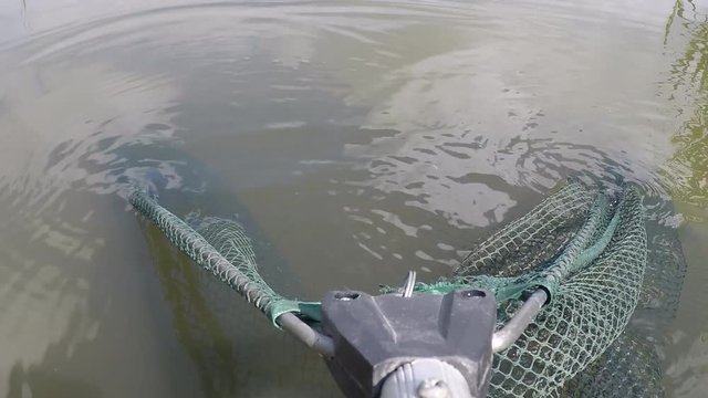 Man caught carp in the pond and pulls fish out of the water using landing net. Pov shot.