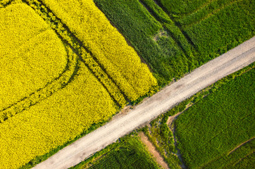 Colza field aerial view