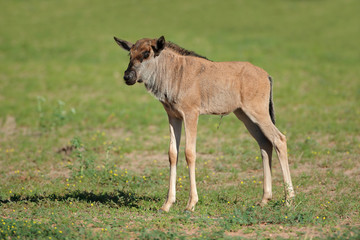 Obraz na płótnie Canvas A young blue wildebeest calf (Connochaetes taurinus), Kalahari, South Africa.