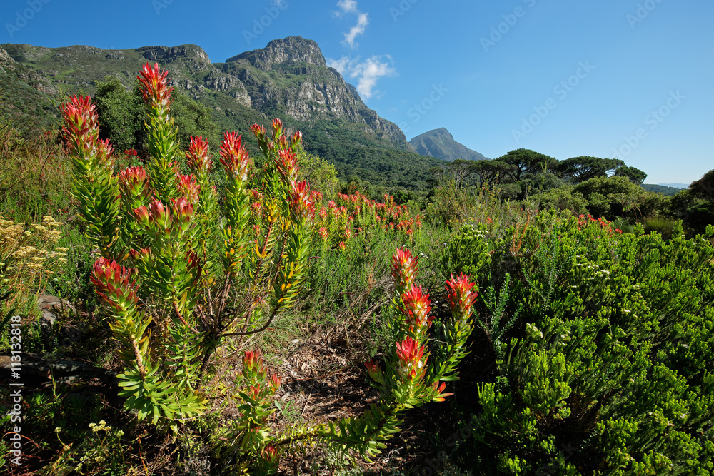 Canvas Prints Kirstenbosch botanical gardens against the backdrop of Table mountain, Cape Town, South Africa.