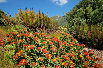 Colorful flowers in the Kirstenbosch botanical gardens, Cape Town, South Africa.