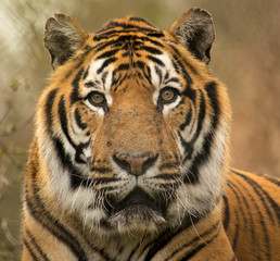 Fototapeta premium Siberian tiger portrait