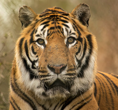 Siberian tiger portrait