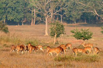 Naklejka na ściany i meble Group of spotted deer or chital (Axis axis) in natural habitat, Kanha National Park, India.