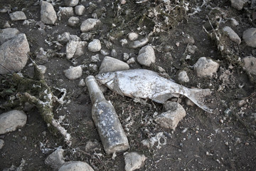 dead fish - pollution of the environment