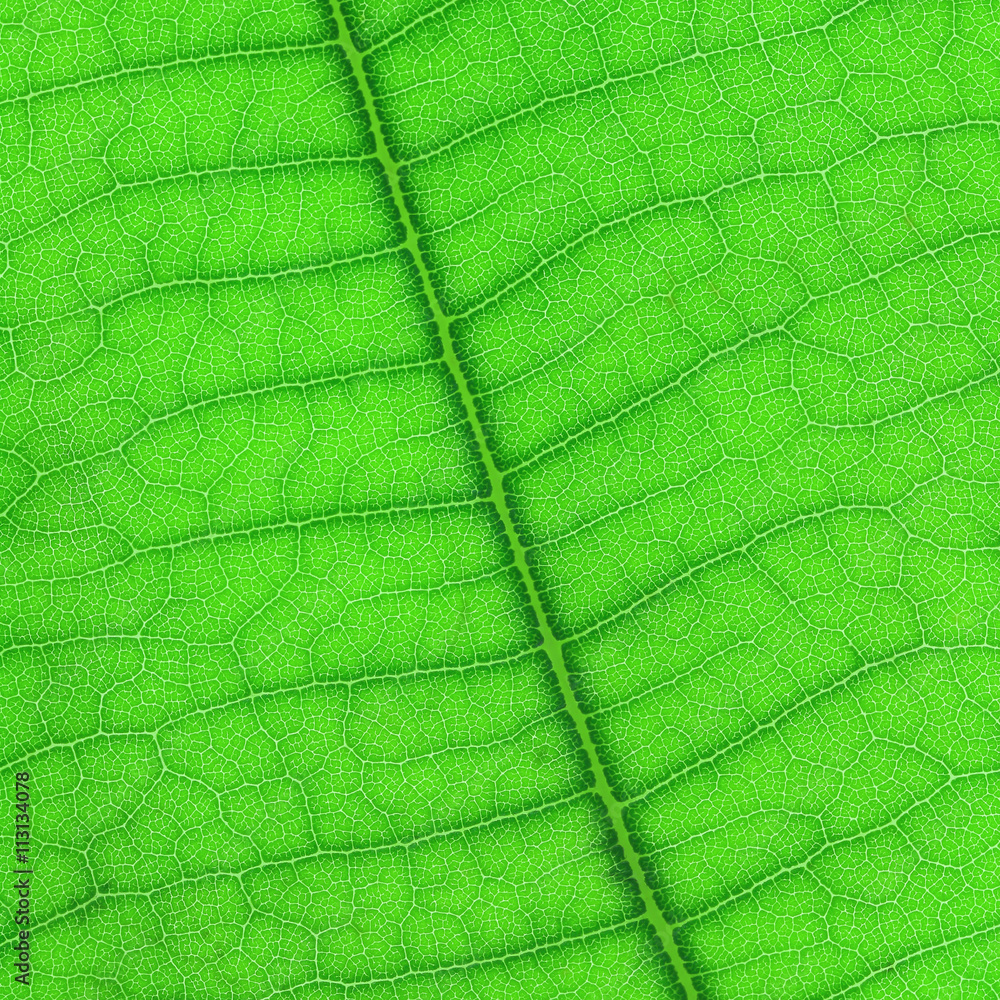 Poster Design on green leaf for pattern and background