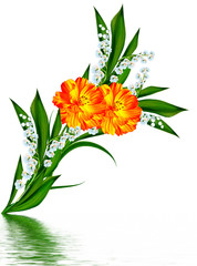 Cosmos flowers isolated on white background.