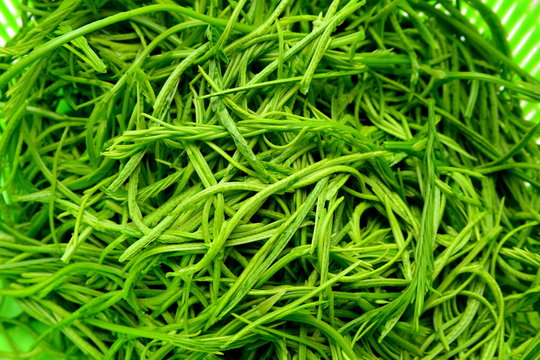 Climbing Wattle Acacia Pennata Cha Om Thai Vegetable Stock Photo Adobe Stock