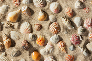 Beautiful background of sea shells on sand