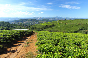 Fototapeta na wymiar Cau Dat tea farm in Vietnam