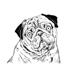 Hand-drawn sketch pug