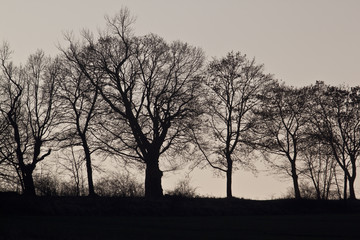 Trees silhouettes