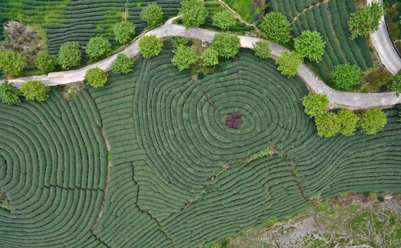 Aerial Photography On Top Of The Mountain Tea Garden Landscape