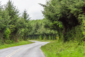 Fototapeta na wymiar Road between Green lush plants of temperate rainforest at Olympic National Park, Washington, USA