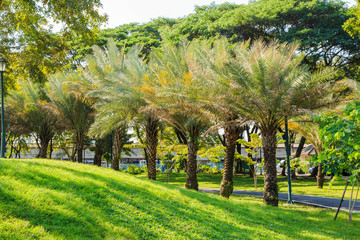 Fototapeta na wymiar Palm trees in the park