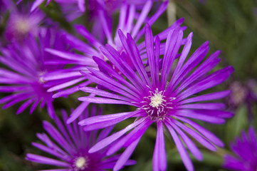 Obraz premium Wallpaper Macro violet Flower