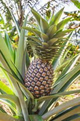 Green pineapple growing on the plantation