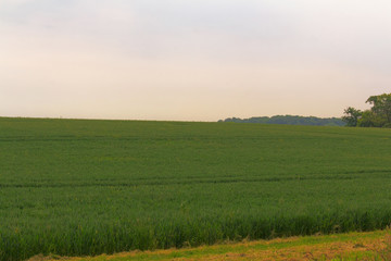 View over the English countryside in the Chilterns