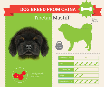 Tibetan Mastiff Dog breed vector infographics.