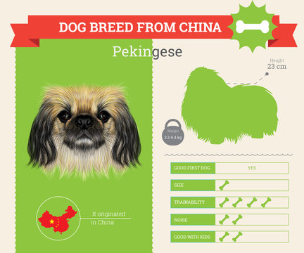 Pekingese Dog breed vector infographics.