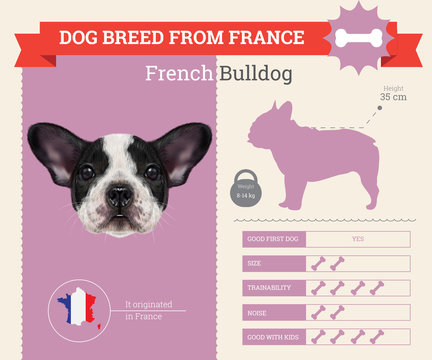 French Bulldog Dog breed vector infographics.