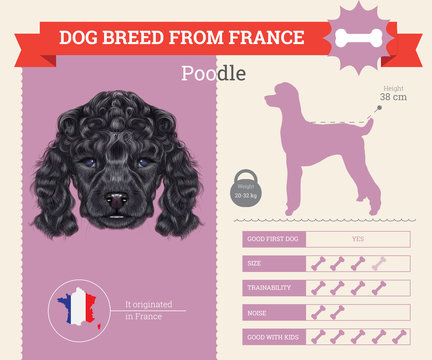 Poodle Dog breed vector infographics.