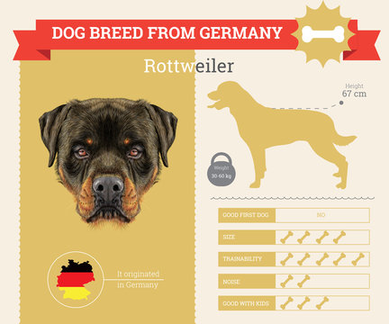 Rottweiler Dog breed vector infographics.