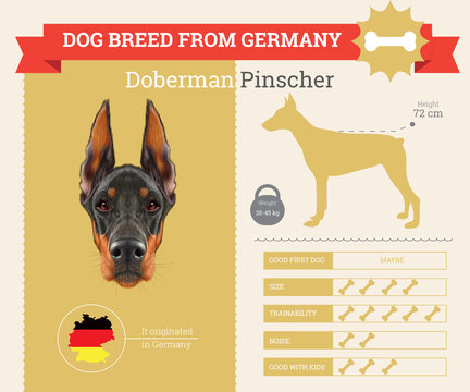Doberman Pinscher Dog breed vector infographics