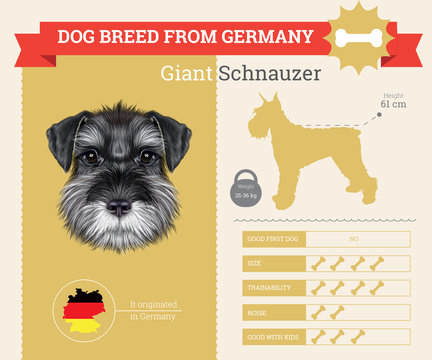 Schnauzer Dog breed vector infographics.