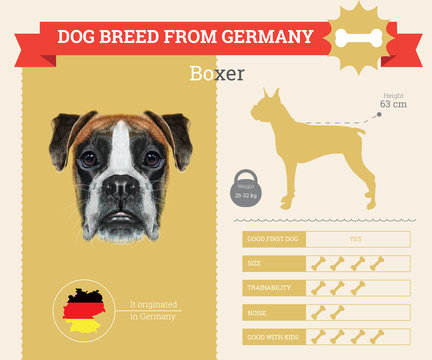 Boxer Dog breed vector infographics.