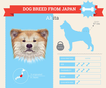 Akita Inu Dog breed vector infographics.