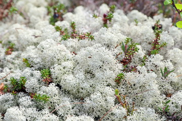 Plants of a northern country