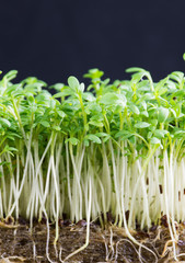 Sprouts of garden cress ready for cooking