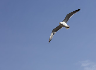 seagull flying