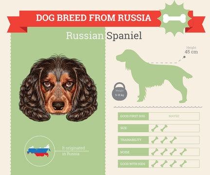 Russian Spaniel Dog breed vector infographics.