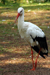 Cigogne