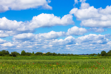 rye wheat field and blue sky with clouds background