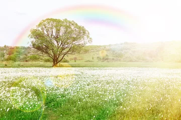 Fotobehang Zomer Prachtig lente- of zomerlandschap met bloemen op weide na regen met regenboog