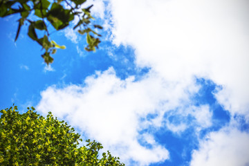 green leaves background sky clouds sunbeams