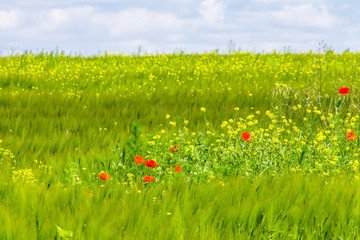 red poppy in the green wheat