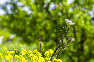 colza rapeseed rape on a green background