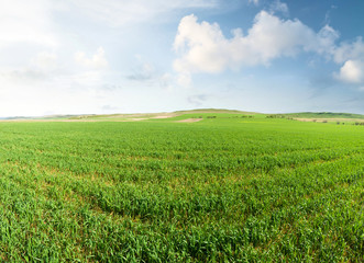 Fototapeta na wymiar Field in the summer time. Agricultural landscape as a background
