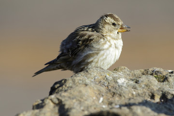 Rock Sparrow ( Petronia Petronia )