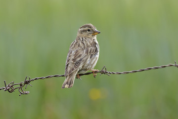 Rock Sparrow ( Petronia Petronia )