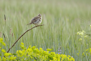 Rock Sparrow ( Petronia Petronia )