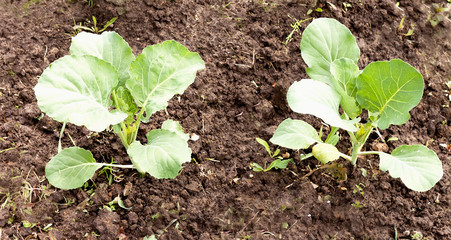Cabbage sprouts
