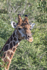 Giraffe grazing in the Welgevonden Game Reserve in South Africa