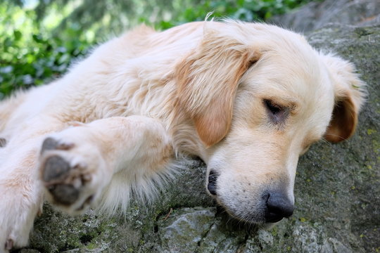 Labrador liegt schlafend an einem Fels