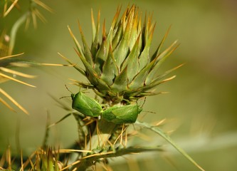 Naklejka na ściany i meble Couple of small green bugs in mating ritual on flower head of wild artichoke before flowering, Nezara viridula 