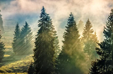 Foto op Plexiglas mist in het naaldbos © Pellinni